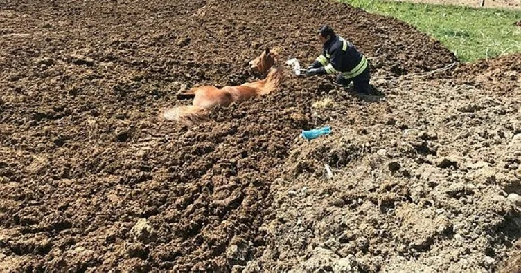 Hayvan gübresine batan At itfaiye ekiplerince kurtarıldı