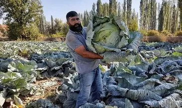 50 kiloluk lahana hasadı #kahramanmaras