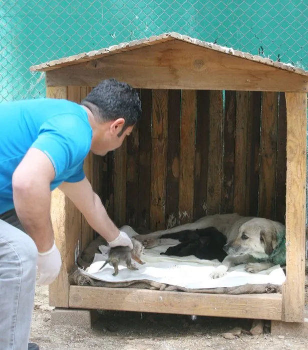 Diyarbakır’da bulunan 7 kurt yavrusu Şanlıurfa’ya getirildi