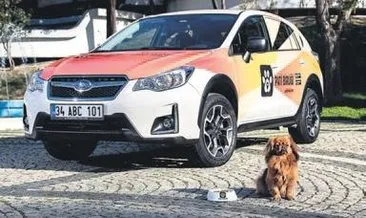 Subaru’dan sokak köpekleri için proje