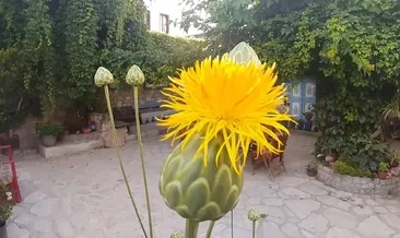 Tülüşahlar açtı