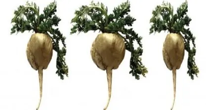 maca koku gercegi fotohaber