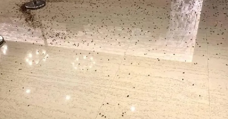 Restoranda görülmemiş hesaplaşma! Binden fazla hamam böceği kullanıldı