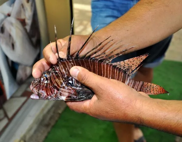Mersin'de yakalandı! Eğer dokunursanız...