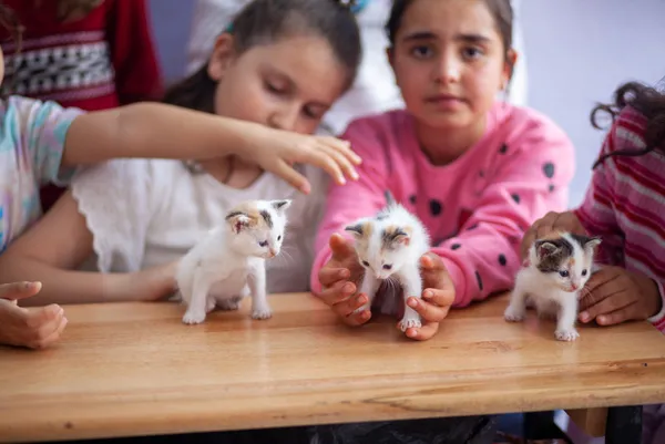 sinifta-dogum-yapan-kedi-ile-yavrularina-ogretmen-ve-ogrencileri-sahip-cikti-1686203862026.jpg