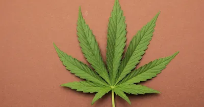 Sırbistan’da uyuşturucu operasyonu