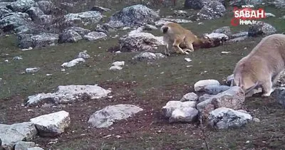 Munzur Dağları’nda yaban keçileri böyle görüntülendi | Video