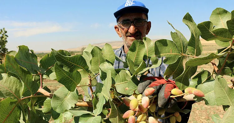 Batman’da gözde ürün; fıstıkçılık