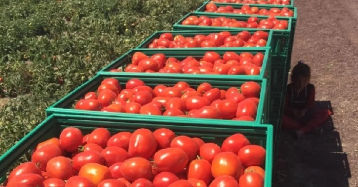 Salcalik Domatesin Kasasi Halde 15 Lira Ekonomi Haberleri