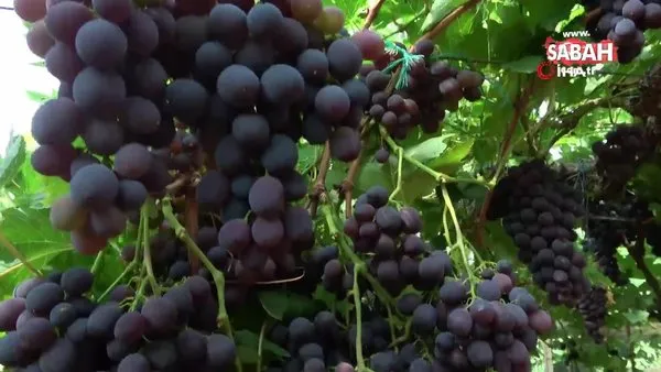 Turfanda 'siyah inci'de hasat zamanı | Video