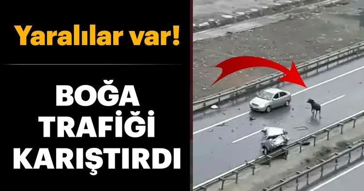 Kurbanlık boğa Trabzon’da kazaya neden oldu: 5 yaralı