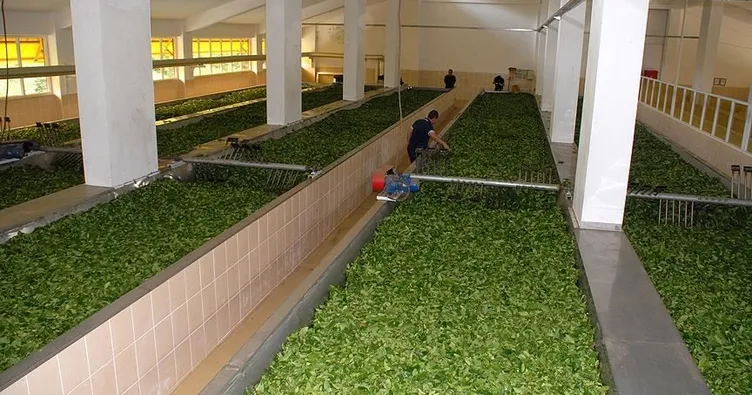 ÇAYKUR mevsimlik işçi alacak