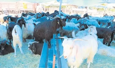 Hileli kurban almayın