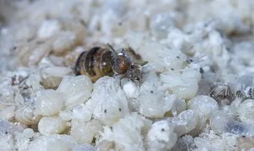 Karınca Yumurtası Faydaları Nelerdir? Karınca Yumurtası Neye İyi Gelir, Hangi Hastalıklara Faydası Vardır?