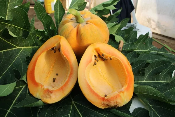 papaya-uretim-denemesinde-yuksek-verim-1-fidani-60-kilo-urun-verdi-1670932116048.jpg