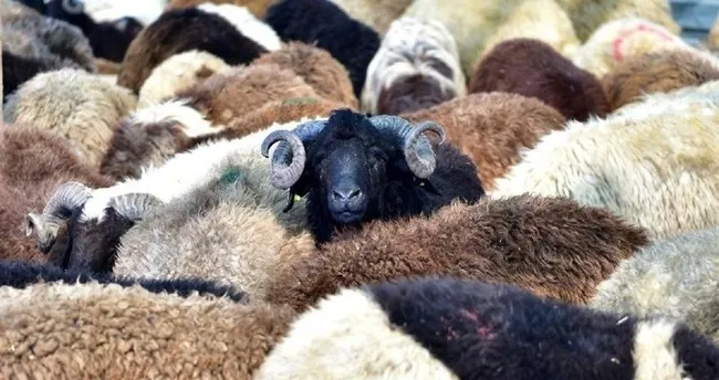 bu sene kurban bayrami ne zaman