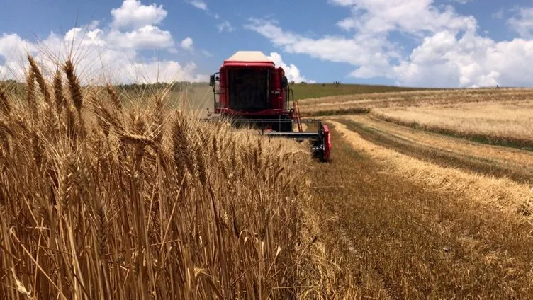 Trakya’da buğday hasadı başladı