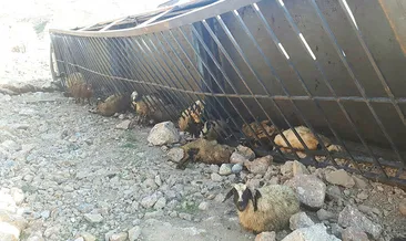 Kazada, 166 küçükbaş havyan telef oldu