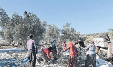 Kilis zeytininde verim ve fiyat arttı