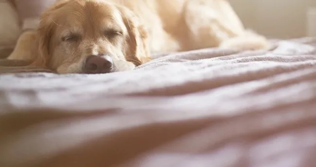 Köpeklerde Pire Nasıl Temizlenir? Köpekteki Pireyi Ne Yok Eder, Kaç Günde Ölür?
