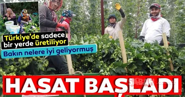 Bilecik'te şerbetçi otu hasadı başladı