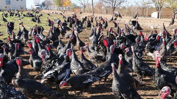 SON DAKİKA | Ankara’da 50 milyonluk dev vurgun! ’Çiftlik Bank’tan sonra şimdi de ’Hindi çiftliği’