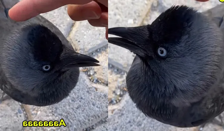 Videoları binlerce kez izlendi: Üniversiteli Azra ile karganın o anları sosyal medyada gündem oldu!