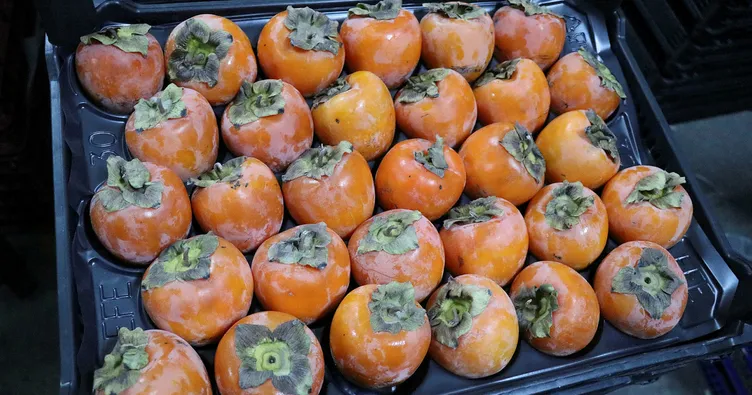 Cennet hurması, üreticiyi sevindirdi