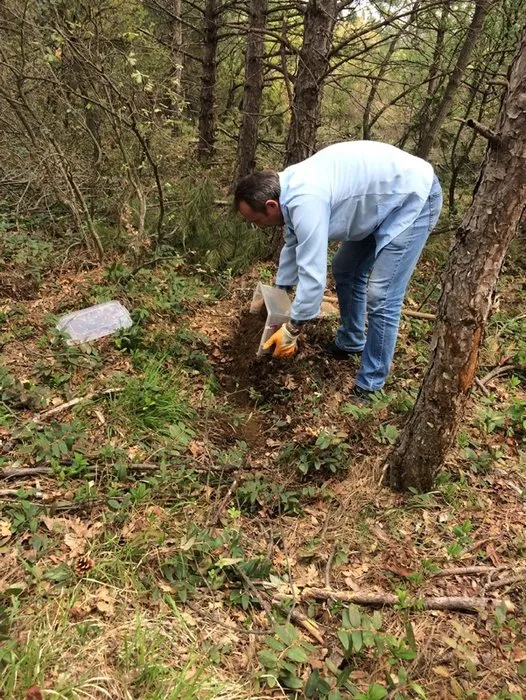 Çam ormanlarına 40 bin terminatör böcek salındı