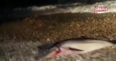 Böyle vahşet görülmedi. Yunus balığını kafasından vurarak telef etti | Video