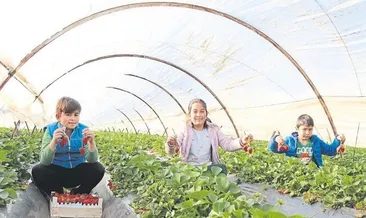 Elle toplanan çileğe talep yok