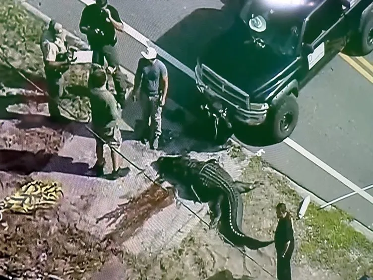 ABD’de ‘katil timsah’ alarmı! Ağzında cesetle sokakta dolaştı: Kanlar içinde kaldı
