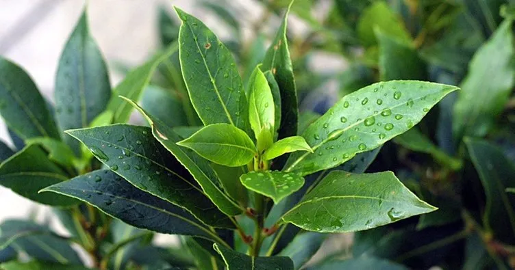 Defne yaprağının nedir, faydaları nelerdir? Defne yaprağı çayı nasıl hazırlanır, zayıflatır mı?