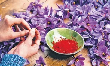 Mucizevi bitkide hasat başladı