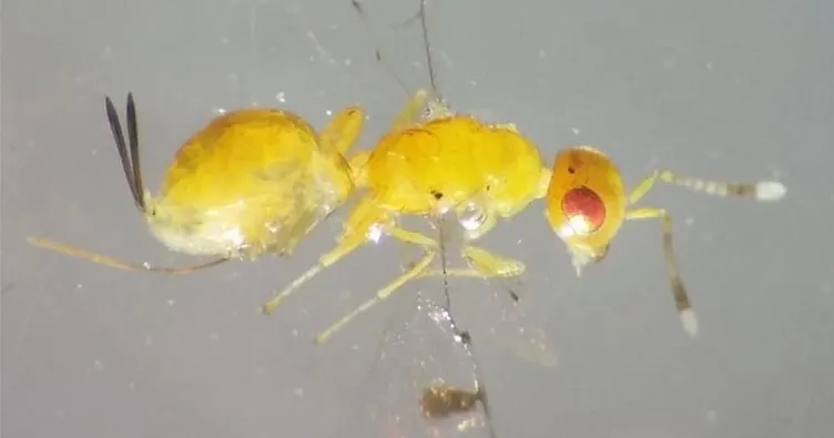 Uşak’ta yeni böcek türü bulundu