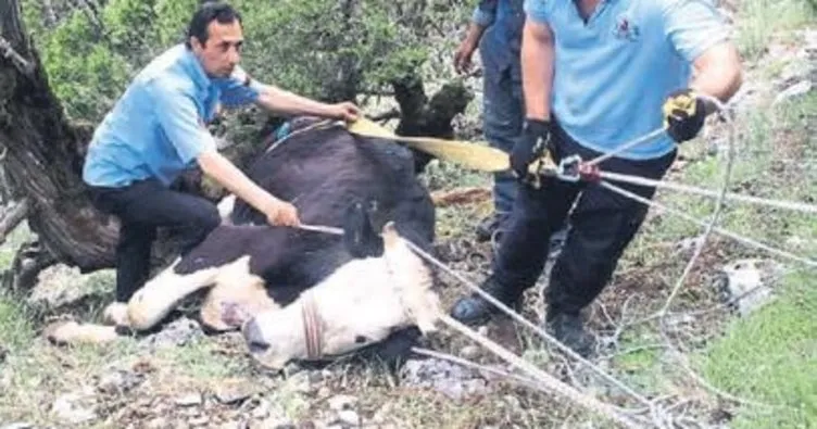Uçurumdan düşen inek kurtarıldı