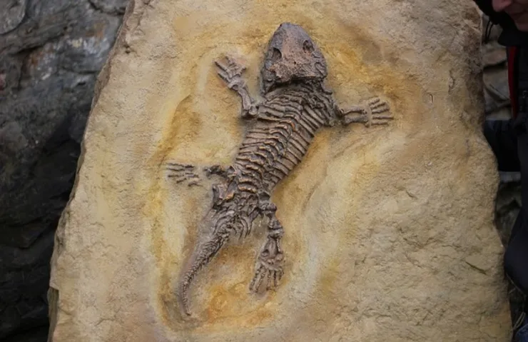 TAM 205 MİLYON YAŞINDA! BU HANGİ HAYVAN?