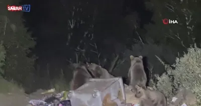 Bitlis’te aç ayılar karavanlara dadandı