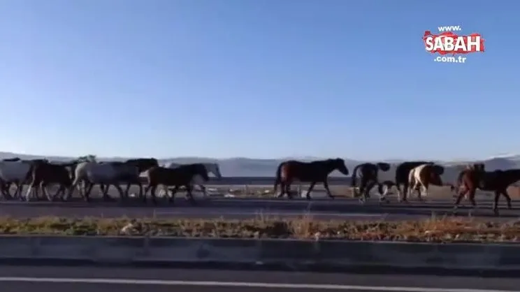 Yılki atları görsel şölen oluşturdu