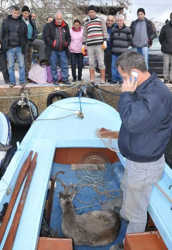 Denizden balık yerine karaca çıktı
