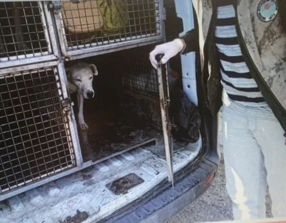 Buyuk Yrk Kopek Citi