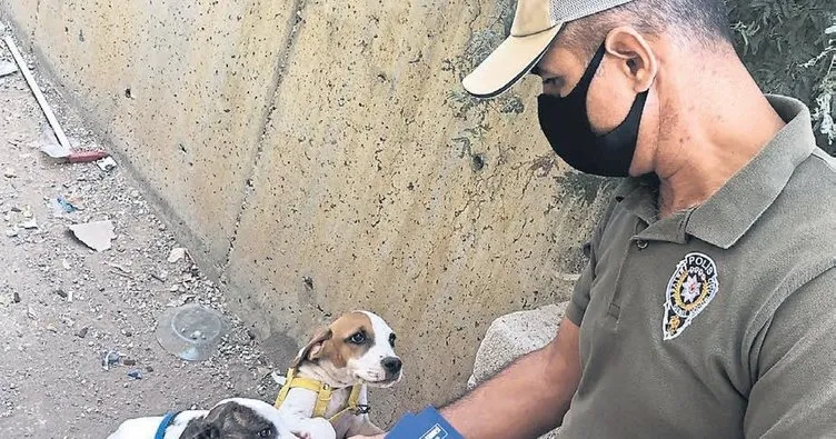 Adana polisinden pitbull avı