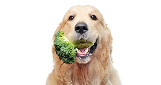 Kopekler Ne Yer Ne Ile Beslenir Kopekler Mama Disinda En Cok Neyi Sever Son Dakika Yasam Haberleri Kopekler Ne Yer Ne Ile Beslenir Kopekler Mama Disinda En Cok Neyi Sever Son Dakika Yasam Haberleri