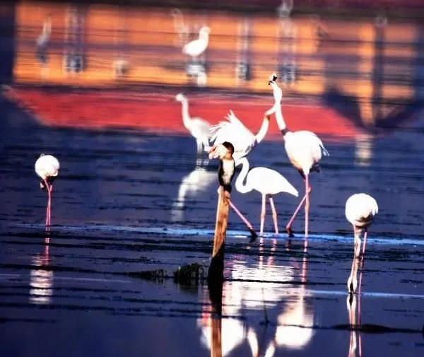 Flamingolardan tablo gibi manzara