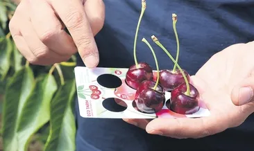 İncesu’nun dev kirazları Avrupa yolunda