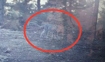 Mersin’de fotokapana vaşak yakalandı