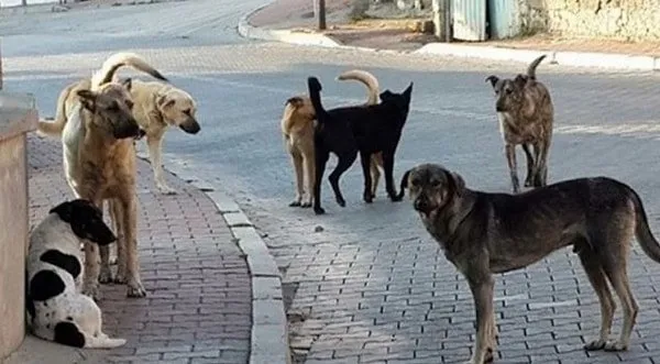 Çankırı’da başıboş köpek dehşeti! Saldırıya uğrayan 6 yaşındaki çocuk ağır yaralandı