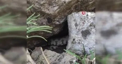 Siirt’te köylüleri korkutan dev yılan kamerada