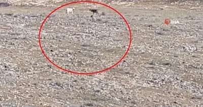 Elazığ’da şaşkına çeviren olay kamerada: Kurt sürüsüne katılan iki çoban köpeği kamerada!