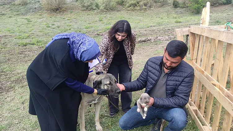 Yozgat’ta çekilen görüntülere tepki yağmıştı! O köpeğin sahibi konuştu: Can güvenliğim yok!